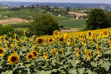 Monferrato Landscape